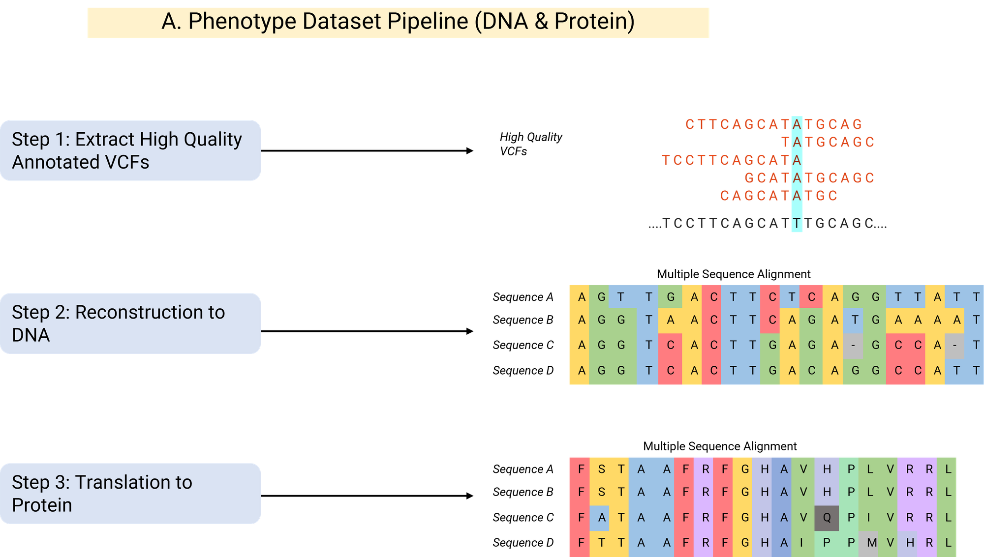 BIG-TB phenotype dataset pipeline: extracting VCFs, reconstructing DNA, and translating to protein sequence
