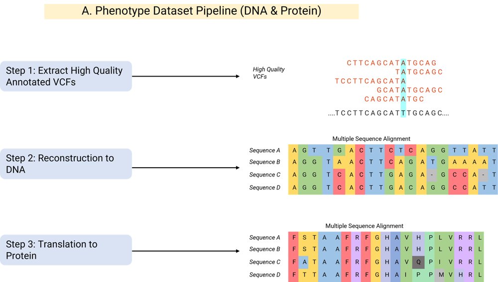 BIG-TB phenotype dataset pipeline: extracting VCFs, reconstructing DNA, and translating to protein sequence