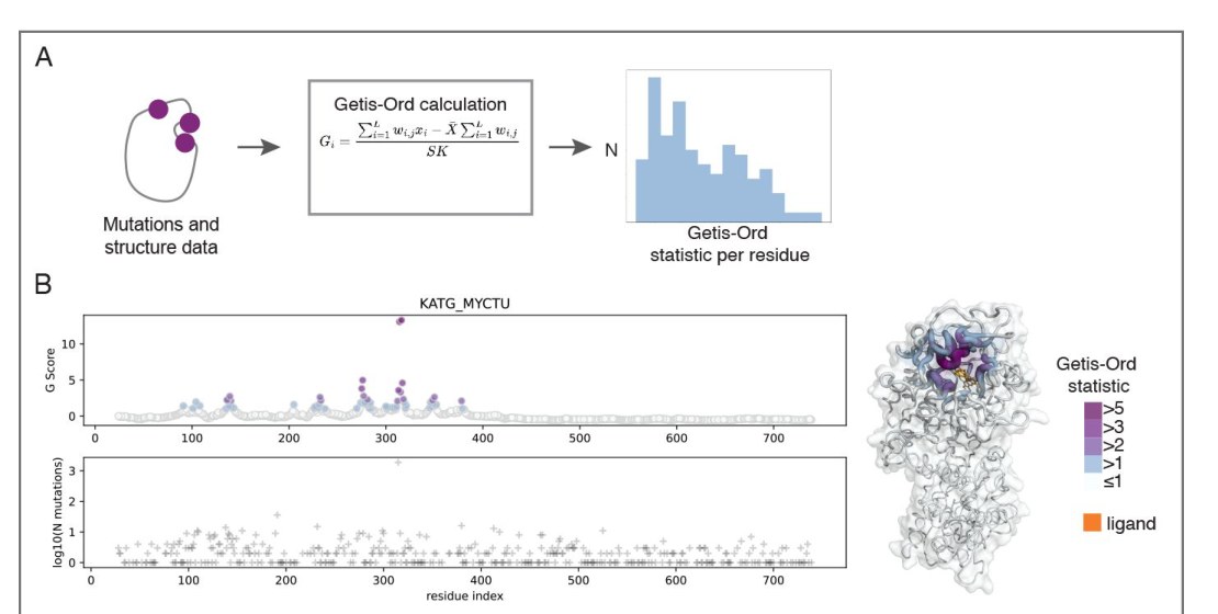 Figure from Green, Tasmin et al. eLife 2025: the Getis-Ord workflow and the clustering of resistance mutations on the KatG structure
